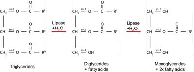 Formation of Self-Assembled Mesophases During Lipid Digestion